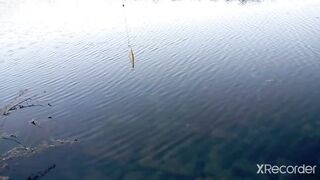 Псезуапсе, Лазаревское. Гольян и поиск форели