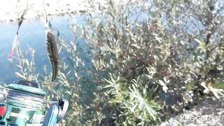 Псезуапсе, Лазаревское. Гольян и поиск форели