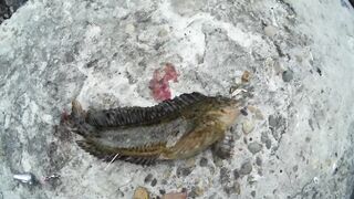 Туапсе, Чёрное море морская рыбалка у берега