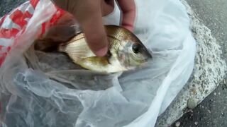 Туапсе, Чёрное море морская рыбалка у берега