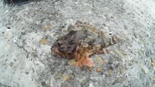 Туапсе, Чёрное море морская рыбалка у берега