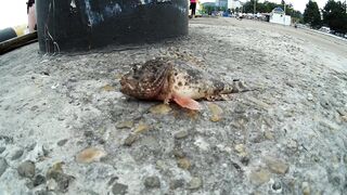 Туапсе, Чёрное море морская рыбалка у берега