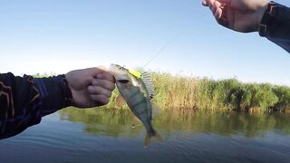 Темрюк, 2020 рыбалка и ловля окуня у берега