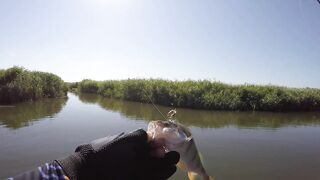 Темрюк, 2020 рыбалка и ловля окуня у берега