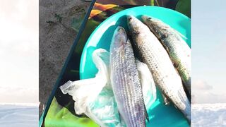 Голубицкая, Азов - дикий кемпинг и рыбалка у кромки