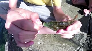 Форос: рыбалка с волнореза и креветка на насадку