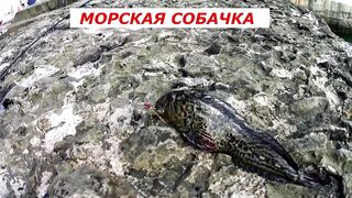 Форос: рыбалка с волнореза и креветка на насадку