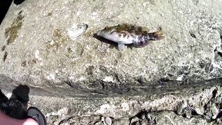 Форос: рыбалка с волнореза и креветка на насадку