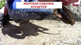 Форос: рыбалка с волнореза и креветка на насадку