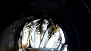 Гурзуф, Крым. Ставрида у берега и короткий выход