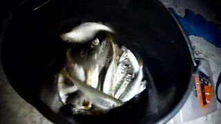 Гурзуф, Крым. Ставрида у берега и короткий выход