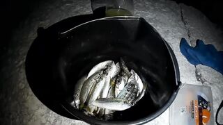 Гурзуф, Крым. Ставрида у берега и короткий выход