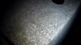 Гурзуф, Крым. Ставрида у берега и короткий выход