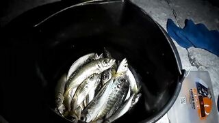 Гурзуф, Крым. Ставрида у берега и короткий выход