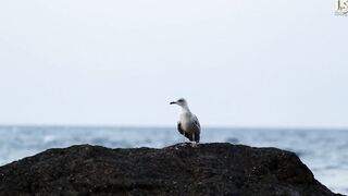 Алупка, Крым. Береговая рыбалка у волнореза
