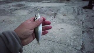 Мисхор, Крым сентябрьская рыбалка у берега улов слабый