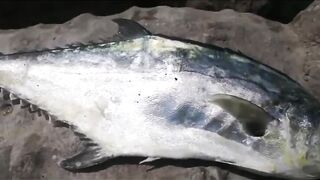 Umm Al Quwain (Умм-эль-Кайвайн) снаппер на раздаче как ловили