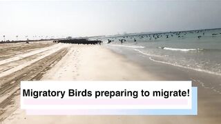 Umm Al Quwain (Умм-эль-Кайвайн) снаппер на раздаче как ловили