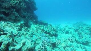 Эль-Гуна - рифы и береговые подходы для рыбалки