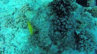 Эль-Гуна - рифы и береговые подходы для рыбалки