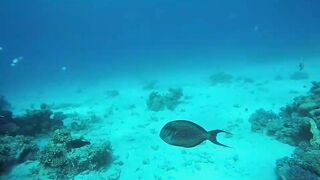 Эль-Гуна - рифы и береговые подходы для рыбалки