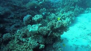 Эль-Гуна - рифы и береговые подходы для рыбалки