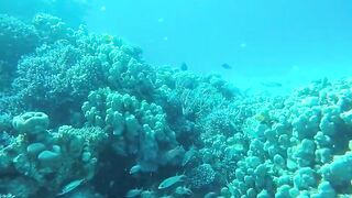 Эль-Гуна - рифы и береговые подходы для рыбалки