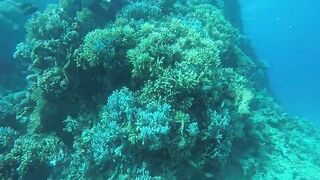 Эль-Гуна - рифы и береговые подходы для рыбалки