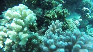 Эль-Гуна рифы и спокойные окна для рыбалки