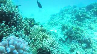 Эль-Гуна рифы и спокойные окна для рыбалки