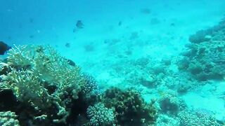 Эль-Гуна рифы и спокойные окна для рыбалки