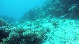 Эль-Гуна рифы и спокойные окна для рыбалки