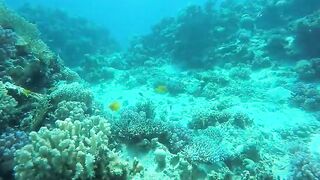 Эль-Гуна рифы и спокойные окна для рыбалки