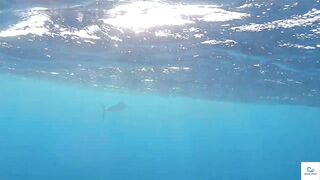 Soma Bay (бухта Сома) марлин и маршрут по точкам