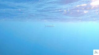 Soma Bay (бухта Сома) марлин и маршрут по точкам