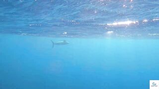 Soma Bay (бухта Сома) марлин и маршрут по точкам