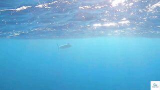 Soma Bay (бухта Сома) марлин и маршрут по точкам