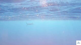 Soma Bay (бухта Сома) марлин и маршрут по точкам