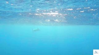 Soma Bay (бухта Сома) марлин и маршрут по точкам