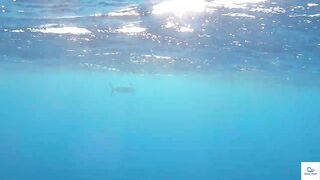 Soma Bay (бухта Сома) марлин и маршрут по точкам