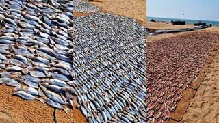 Negombo (Негомбо), Шри-Ланка рыбный рынок и уловы дня