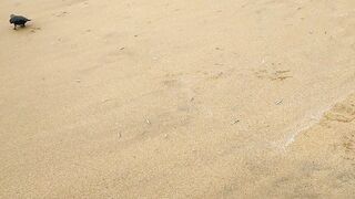 Негомбо, Шри-Ланка рыбалка в ноябре 2018