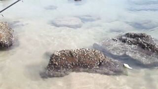 Тринкомали, Шри-Ланка выловил рыбку из Индийского океана