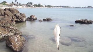 Тринкомали, Шри-Ланка выловил рыбку из Индийского океана