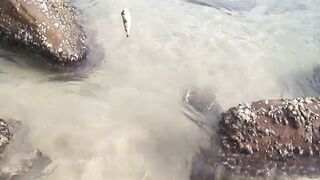 Тринкомали, Шри-Ланка выловил рыбку из Индийского океана