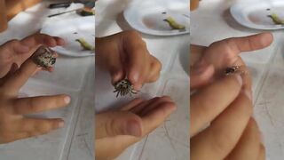 Пляж Сурин, Пхукет краб-отшельник и забавные кадры