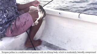 Serangan Bay (залив Серанган), Bali (Бали) рыбалка у берега