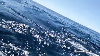 Кап Кана - дорадо и барракуды в улове