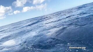 Кап Кана - дорадо и барракуды в улове