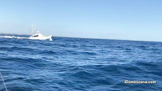 Кап Кана - дорадо и барракуды в улове